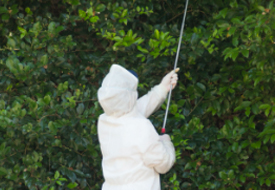 害虫調査・駆除画像